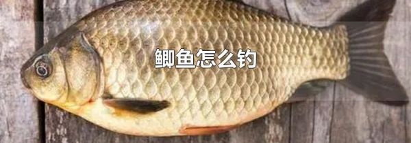鲫鱼怎么钓