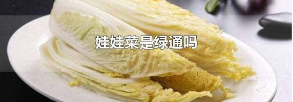 娃娃菜是绿通吗