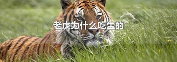 老虎为什么吃生的