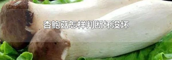 杏鲍菇怎样判断坏没坏