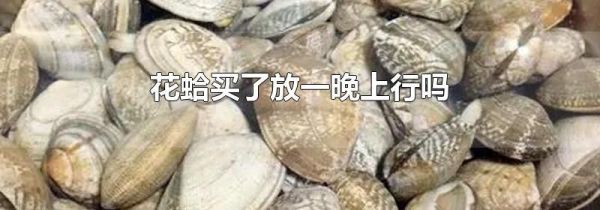 花蛤买了放一晚上行吗