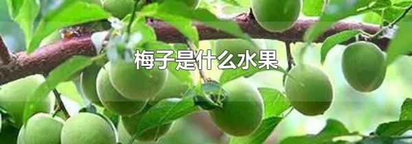 梅子是什么水果