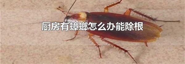厨房有蟑螂怎么办能除根