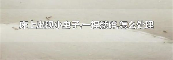 床上出现小虫子,一捏就碎,怎么处理