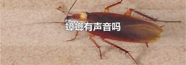 蟑螂有声音吗