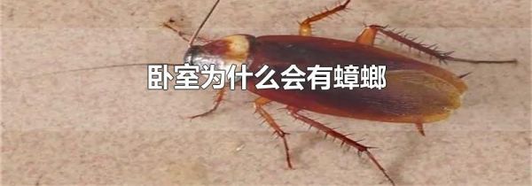卧室为什么会有蟑螂
