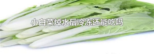 小白菜焯水后冷冻还能吃吗