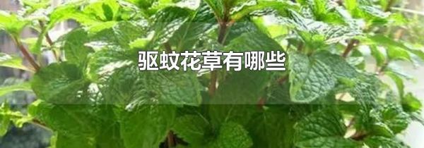 驱蚊花草有哪些