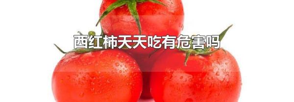西红柿天天吃有危害吗