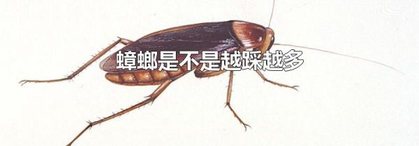 蟑螂是不是越踩越多
