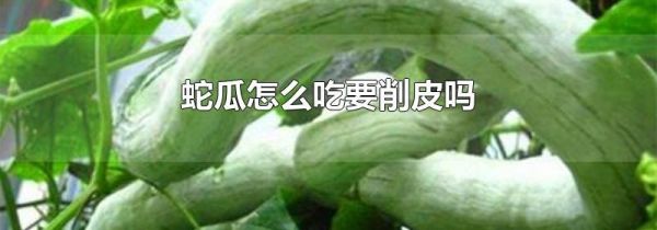 蛇瓜怎么吃要削皮吗