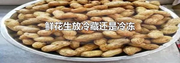 鲜花生放冷藏还是冷冻