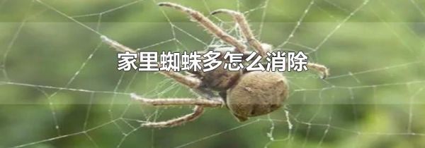 家里蜘蛛多怎么消除