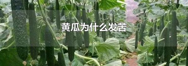 黄瓜为什么发苦