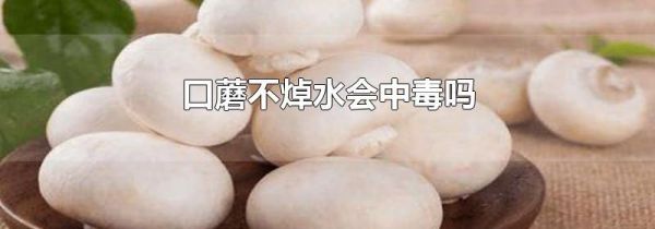 口蘑不焯水会中毒吗