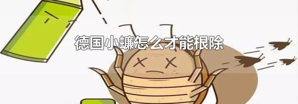 德国小蠊怎么才能根除