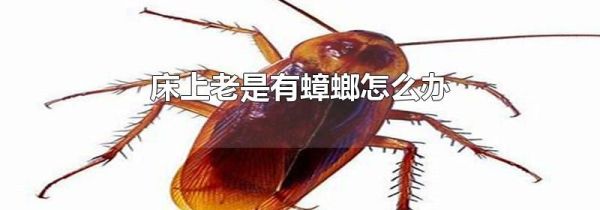 床上老是有蟑螂怎么办