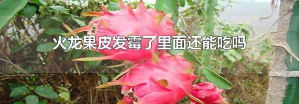 火龙果皮发霉了里面还能吃吗