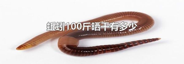 蚯蚓100斤晒干有多少