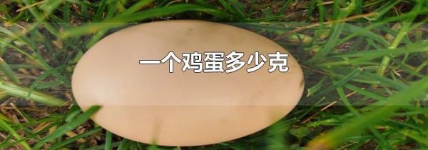 一个鸡蛋多少克