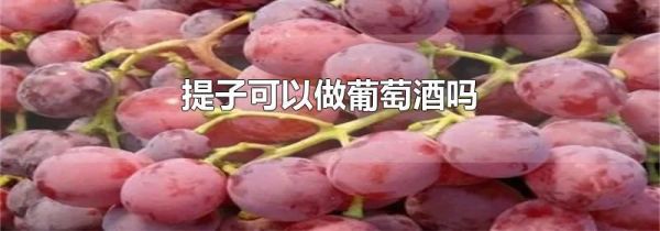 提子可以做葡萄酒吗