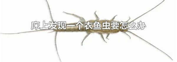 床上发现一个衣鱼虫要怎么办