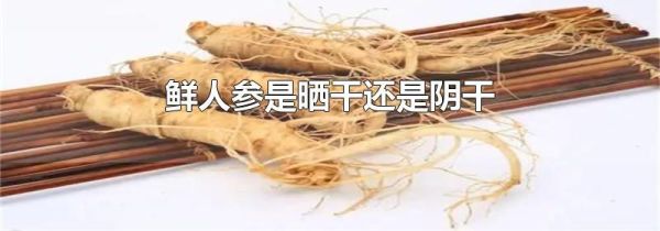 鲜人参是晒干还是阴干