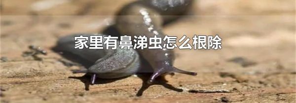 家里有鼻涕虫怎么根除