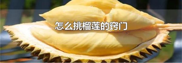 怎么挑榴莲的窍门