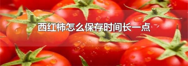 西红柿怎么保存时间长一点