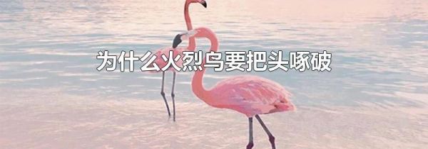 为什么火烈鸟要把头啄破