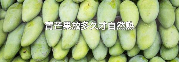青芒果放多久才自然熟