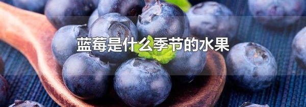 蓝莓是什么季节的水果