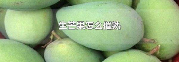 生芒果怎么催熟