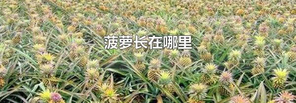 菠萝长在哪里