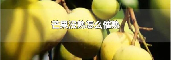 芒果没熟怎么催熟