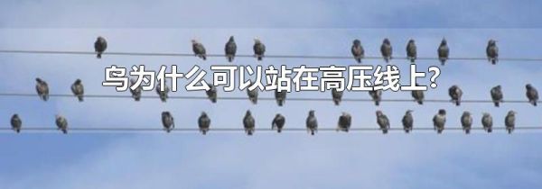 鸟为什么可以站在高压线上?
