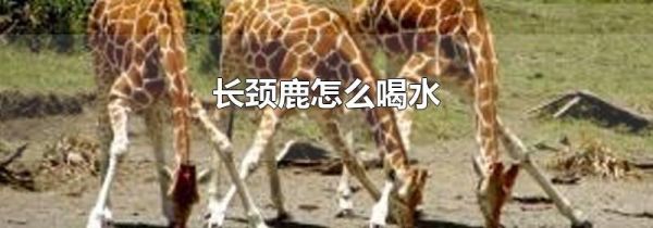 长颈鹿怎么喝水
