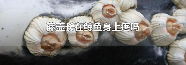 藤壶长在鲸鱼身上疼吗