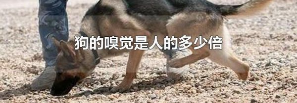 狗的嗅觉是人的多少倍