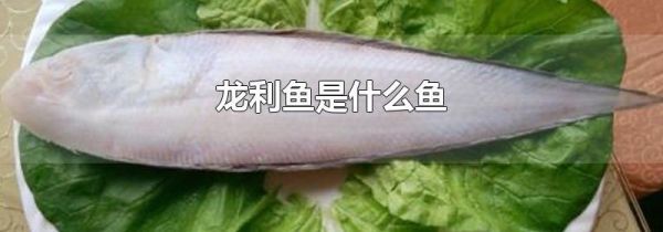 龙利鱼是什么鱼