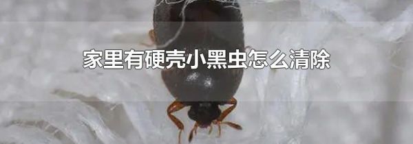 家里有硬壳小黑虫怎么清除