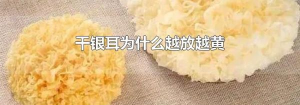 干银耳为什么越放越黄