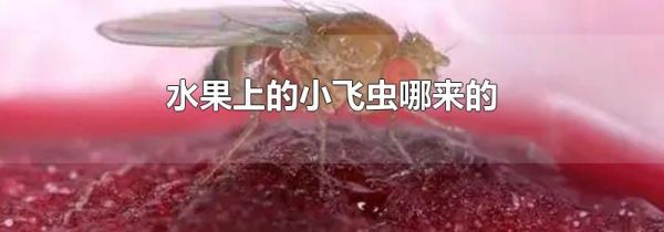 水果上的小飞虫哪来的