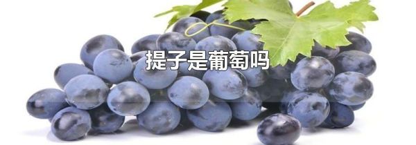 提子是葡萄吗