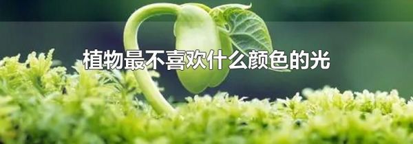 植物最不喜欢什么颜色的光