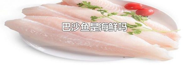 巴沙鱼是海鲜吗