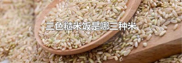 三色糙米饭是哪三种米