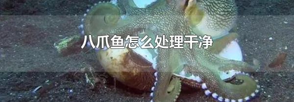 八爪鱼怎么处理干净