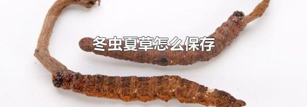 冬虫夏草怎么保存